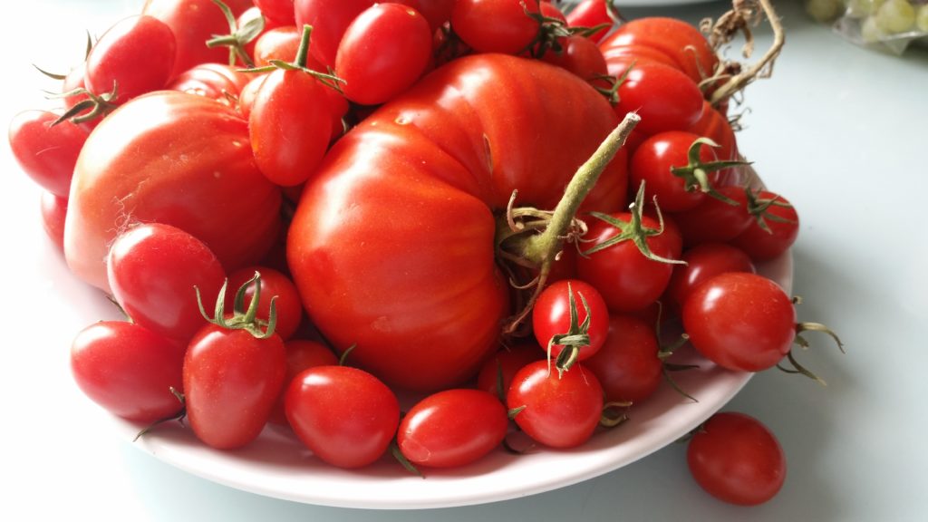 Frische Tomaten aus dem Garten