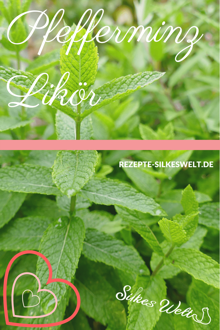 Pfefferminz-Likör Rezept zur eigenen Herstellung