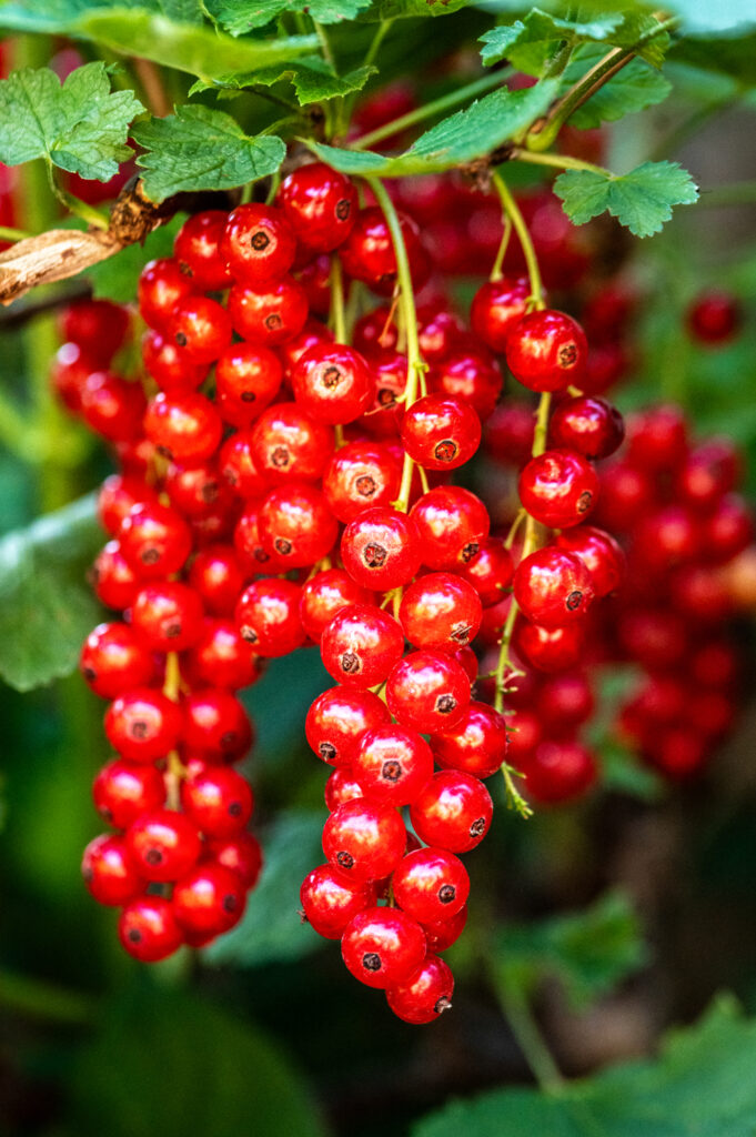 Rezepte mit Johhannisbeeren